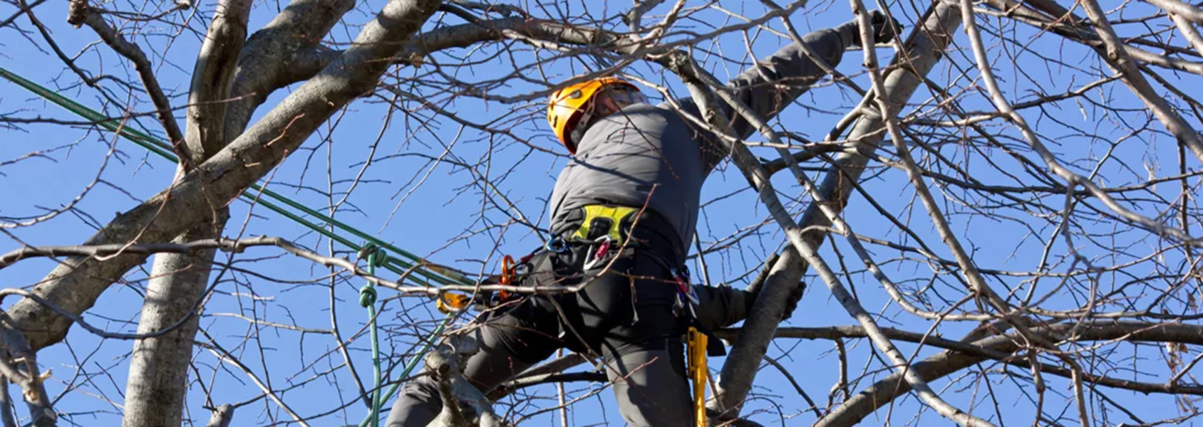 Slide 2 Tree Trimming Copy