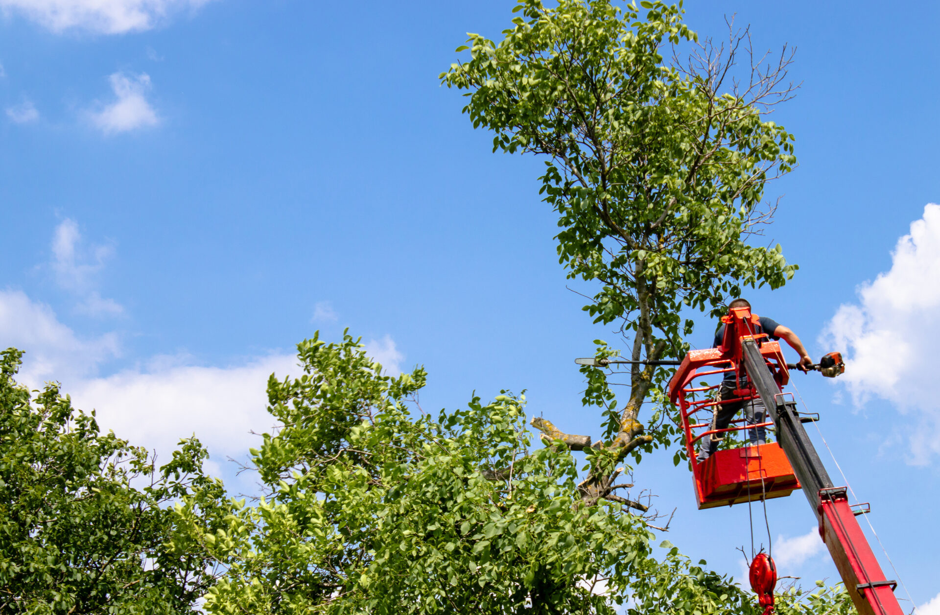 Pruning Trees And Sawing A Man With A Chainsaw, A Man At High Altitude Between The Branches Of An Old Large Tree. Pruning Trees And Sawing A Man With A Chainsaw, A Man At High Altitude Between The Branches Of An Old Large Tree.
