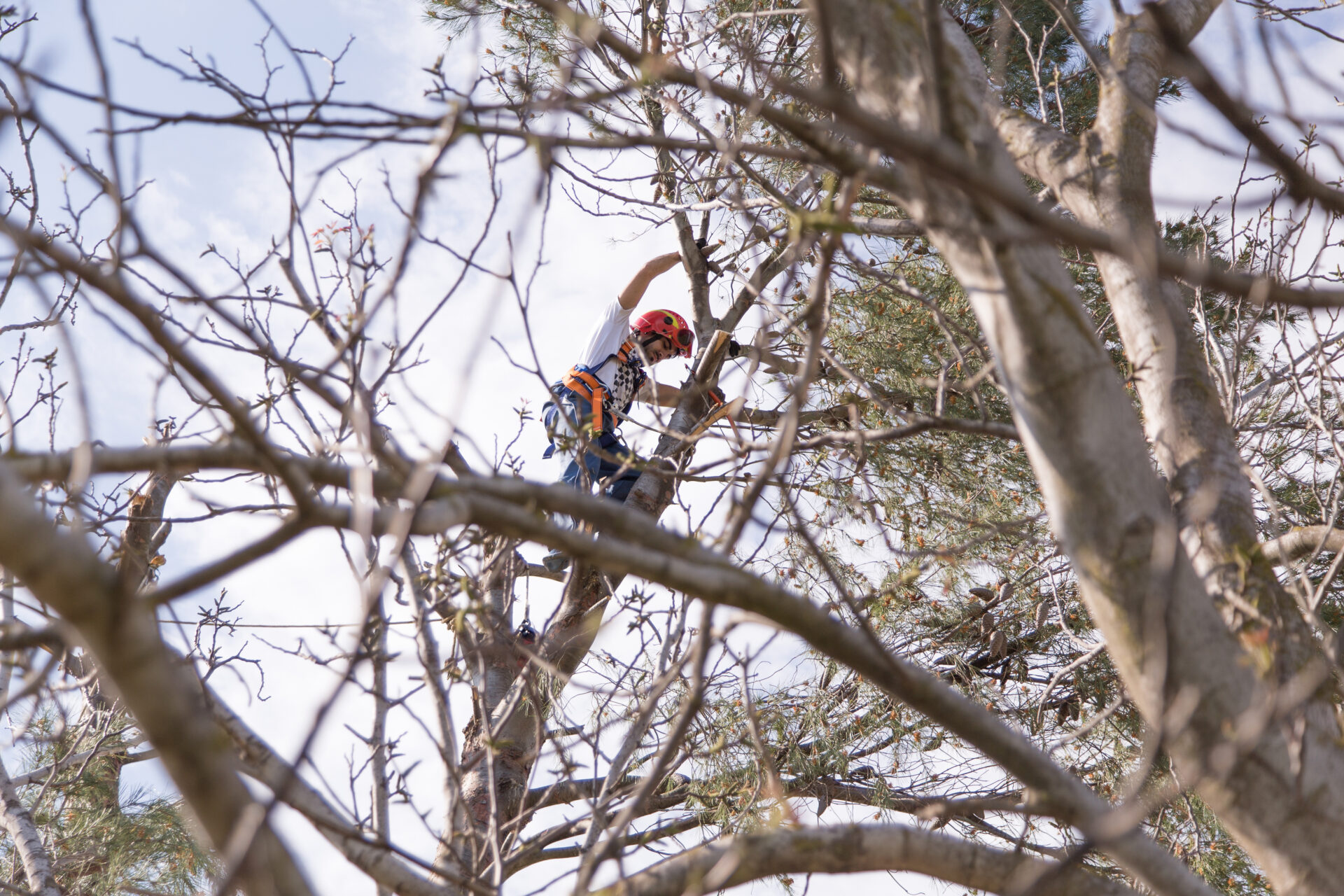 Man Pruning Tree Man Pruning Tree