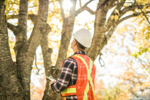 Man Holding A Clipboard, Inspect Tree Man Holding A Clipboard, Inspect Tree