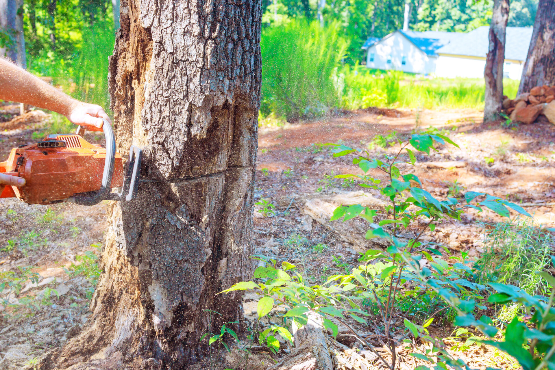 Cutting Down A Tree With A Chainsaw In A Wooded Area During Daytime Near A House Cutting Down A Tree With A Chainsaw In A Wooded Area During Daytime Near A House