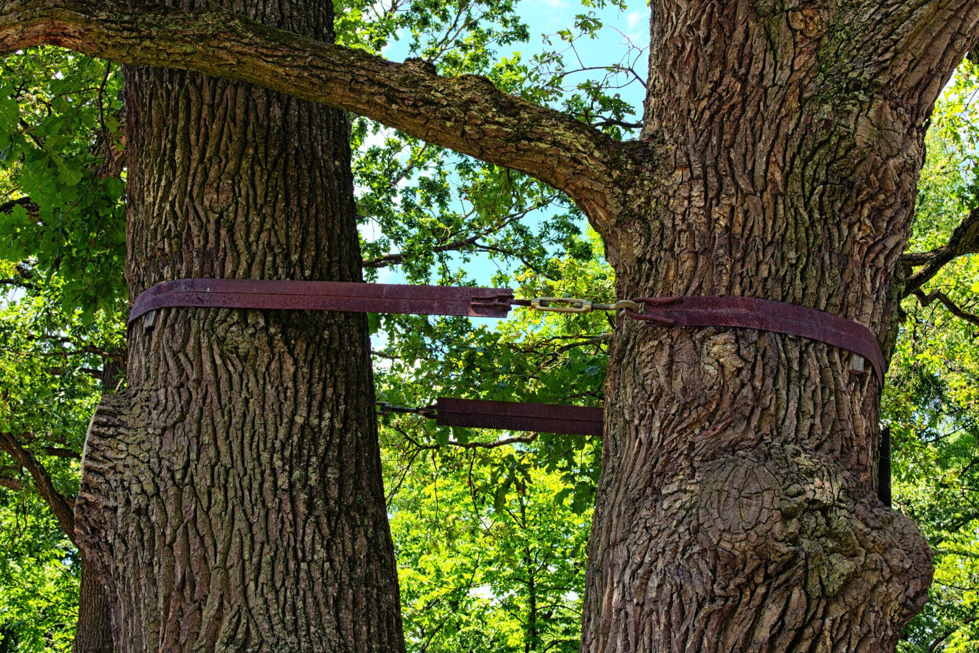 One Very Old Oak Tree With Two Trunks. The Two Trunks Are Connected To Each Other With A Metal Tape. The Arboretum Oleksandriya, Bila Tserkva, Ukraine One Very Old Oak Tree With Two Trunks. The Two Trunks Are Connected To Each Other With A Metal Tape. The Arboretum Oleksandriya, Bila Tserkva, Ukraine