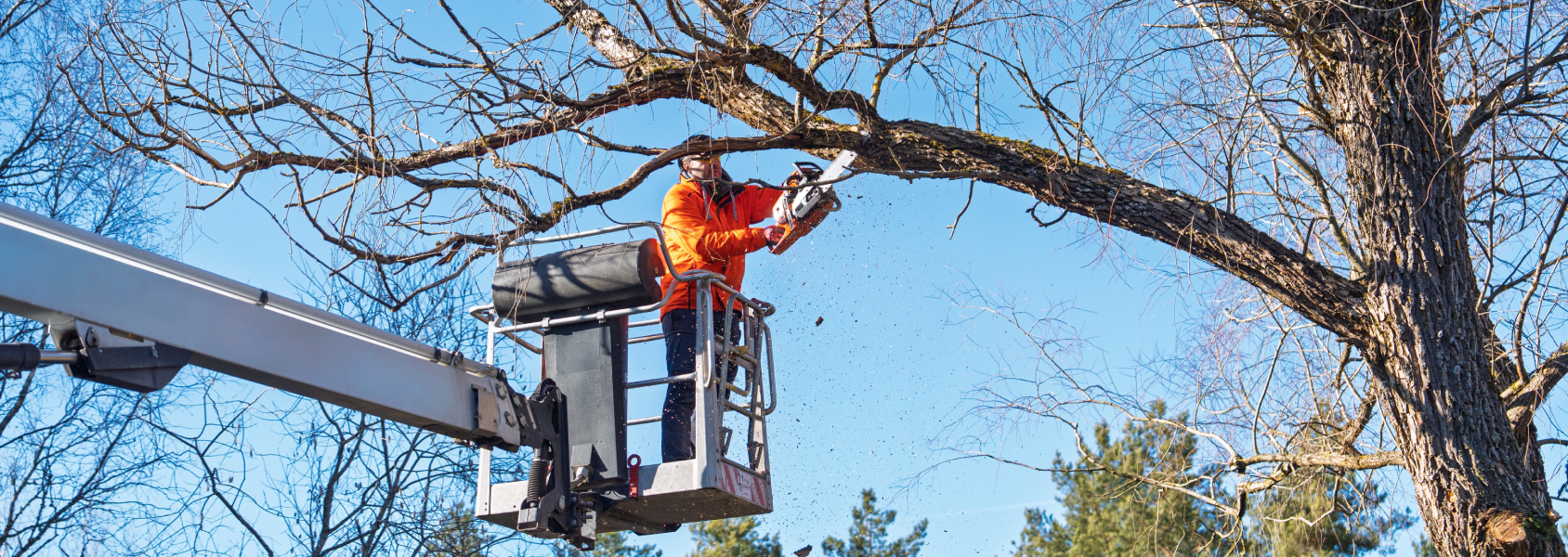 Tree Bucket